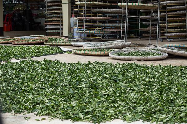 thu hoạch trà ô long tại Royal Deli